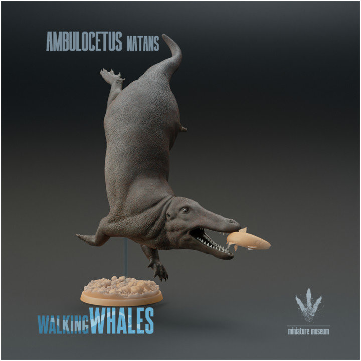 Ambulocetus natans : Fishing image