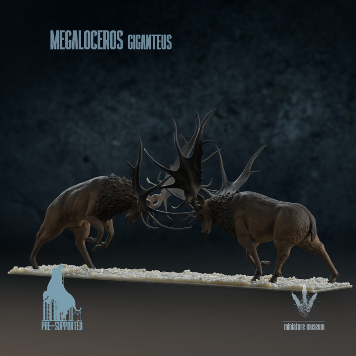 Megaloceros giganteus : Display Fight image