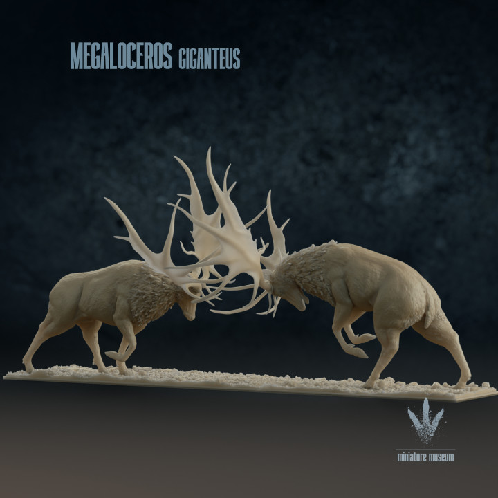 Megaloceros giganteus : Display Fight image