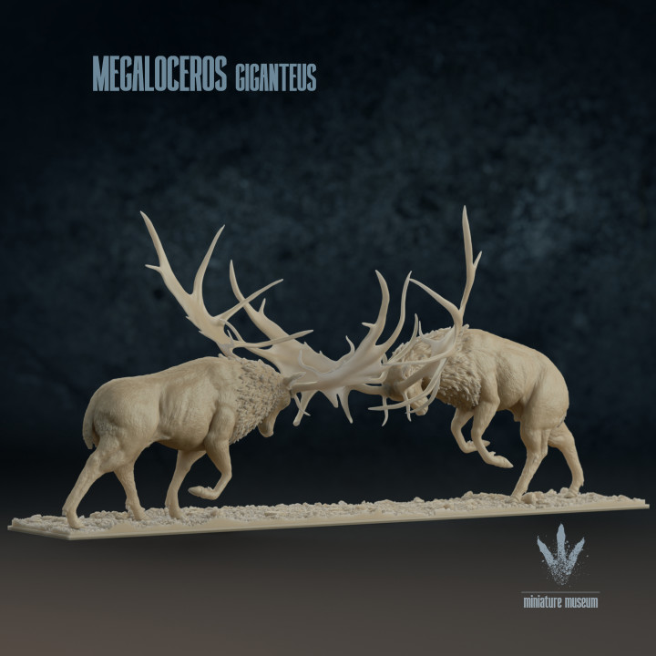 Megaloceros giganteus : Display Fight image