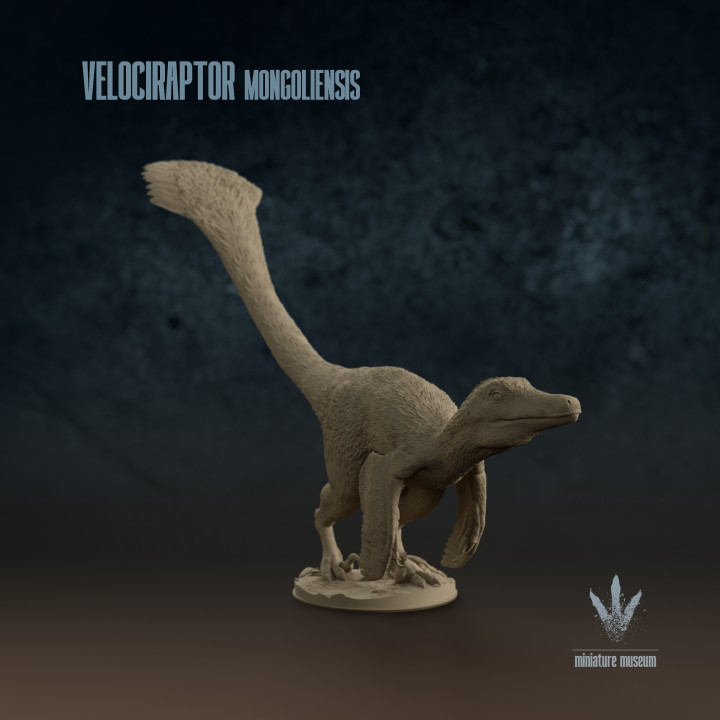 Velociraptor mongoliensis : Ready to Pounce image