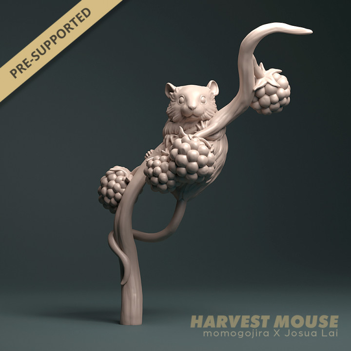 Harvest Mouse (Micromys minutus) on Blackberries image