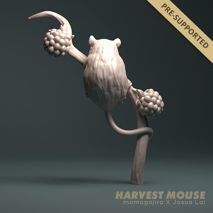 Harvest Mouse (Micromys minutus) on Blackberries image