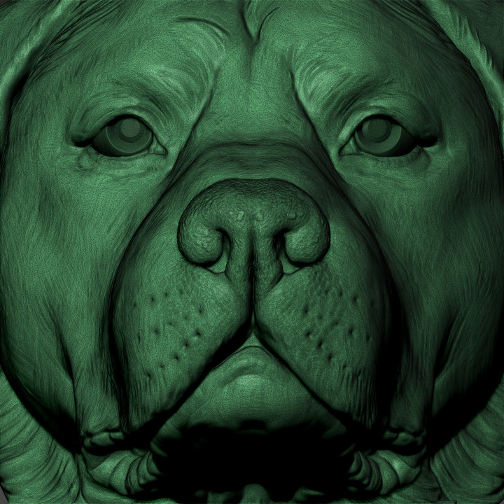 Rottweiler Head image