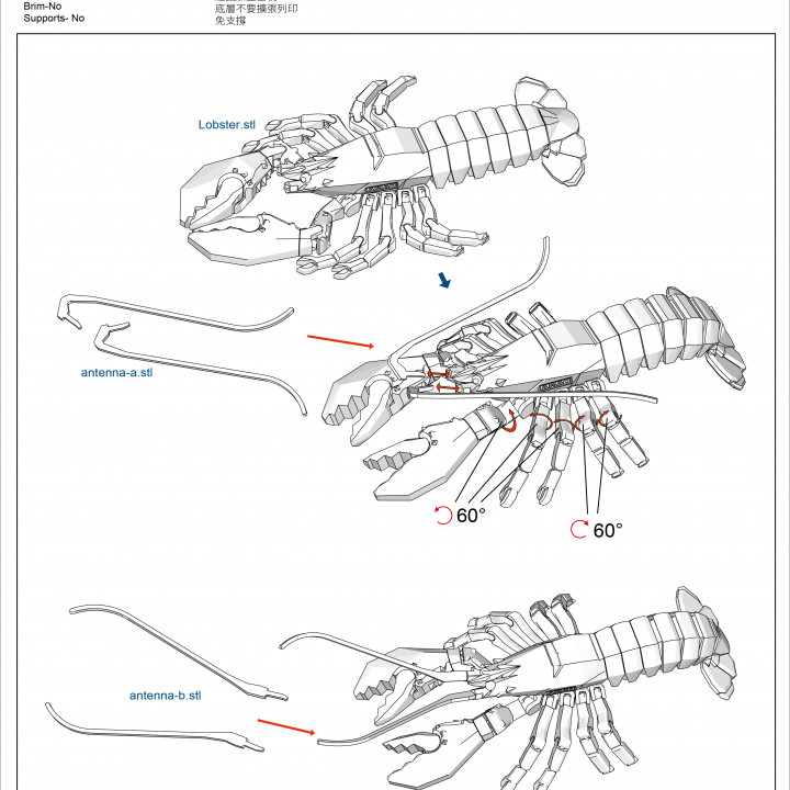 Boston lobster