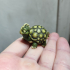 Baby Kyoka Turtles print image