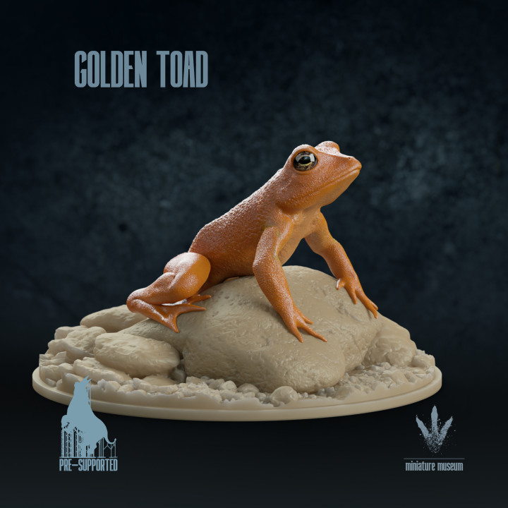 The Golden Toad (Incilius periglenes) image