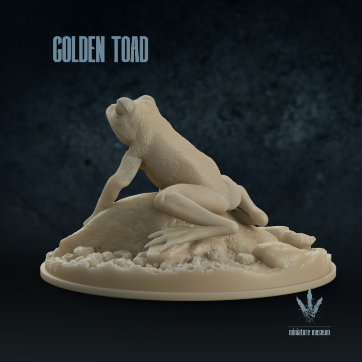 The Golden Toad (Incilius periglenes) image