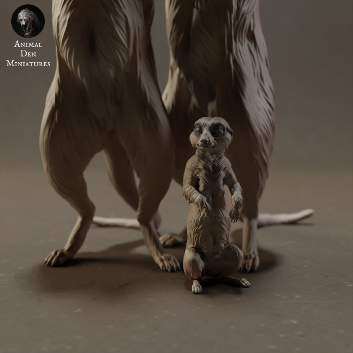 Meerkat Family image