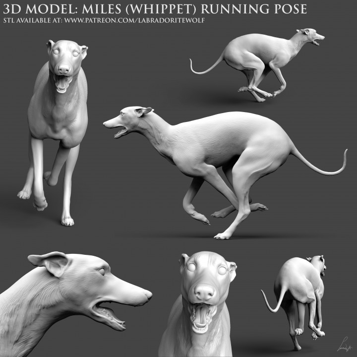 Miles (Whippet) Running Pose image