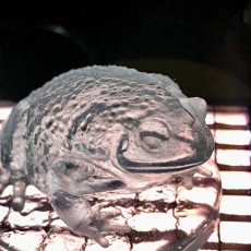 Picture of print of Toad - Animal