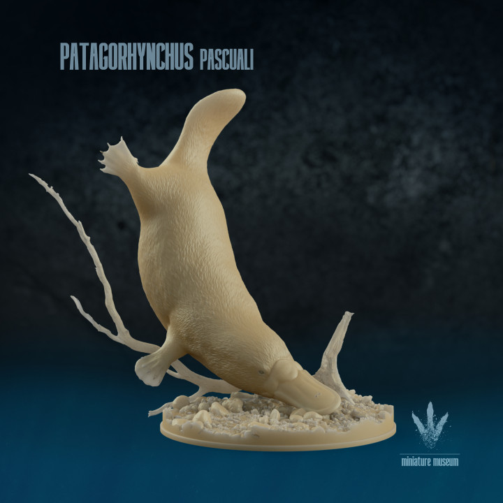 Patagorhynchus pascuali: The Ancient Platypus image