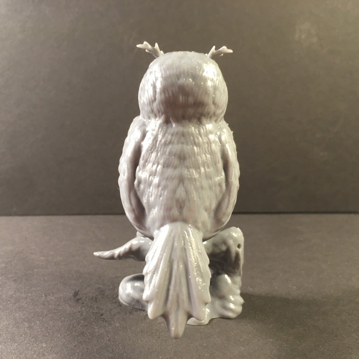 Owl