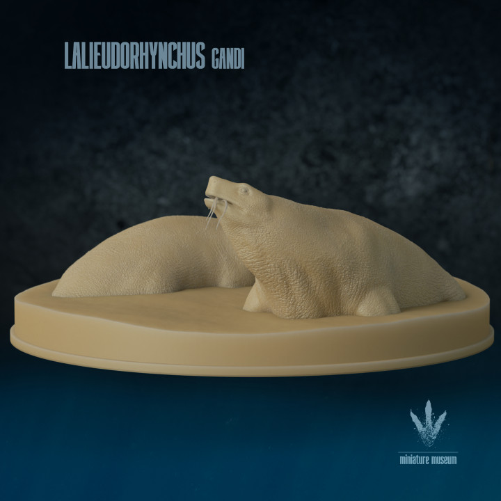 Lalieudorhynchus gandi : Feeding in the Shallows
