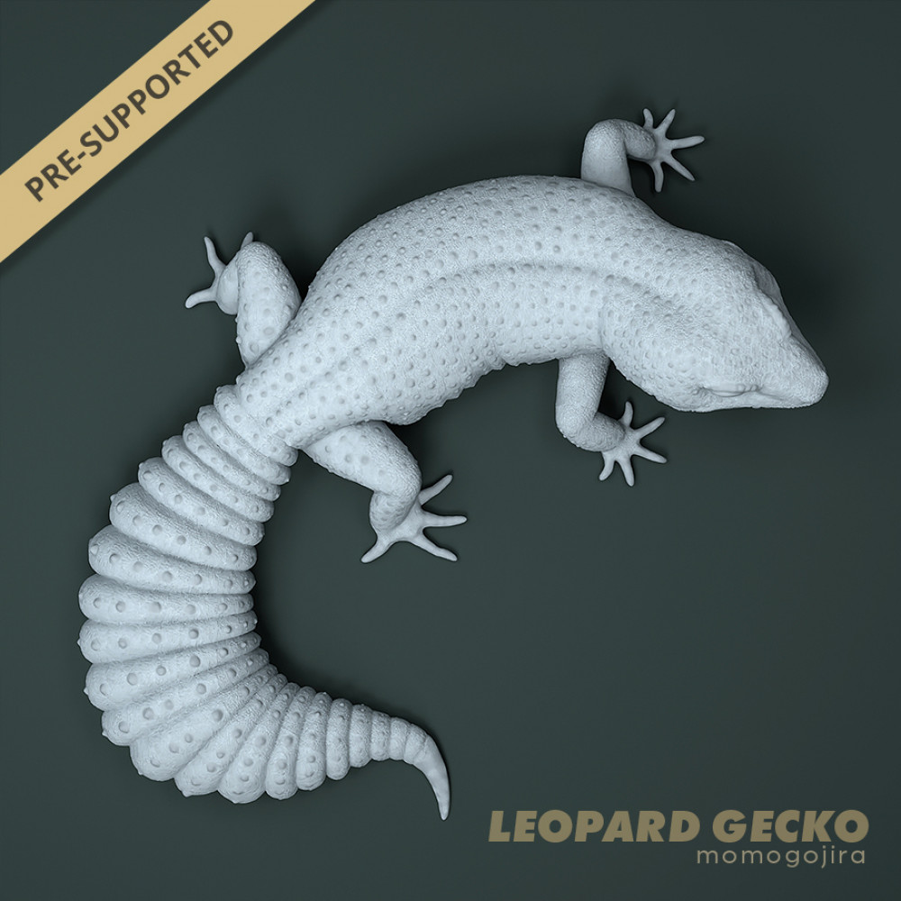 Mader's Reptile and Amphibian 獣医　エキゾチック Mader's Reptile and Amphibian 獣医 エキゾチック