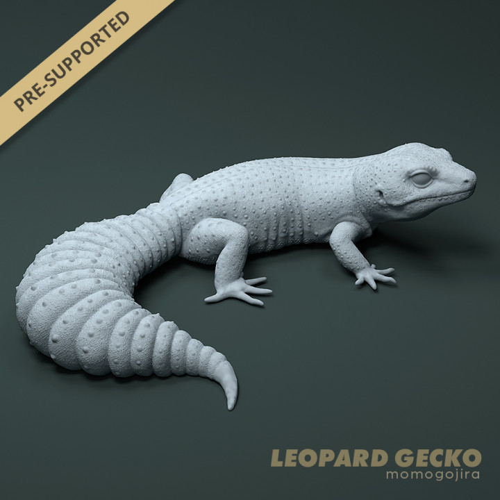 1:1 Leopard Gecko, Eublepharis macularius (Life Sized) image