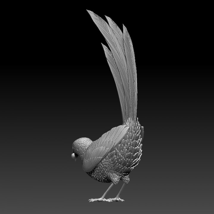 bird magpie image
