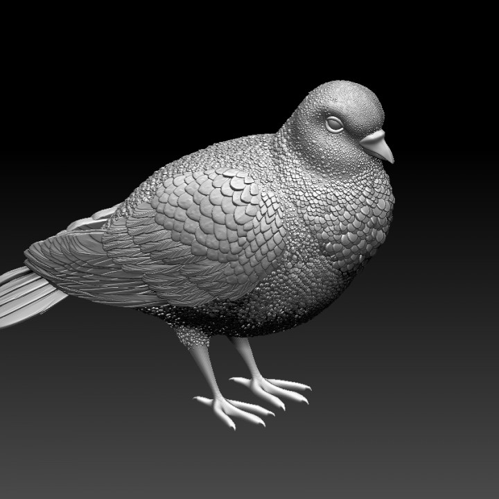 pigeon