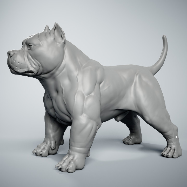 American Bully