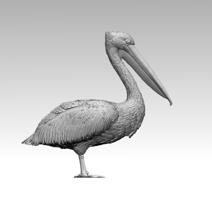 pelican