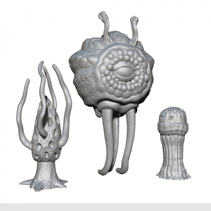Classic Fungus Set