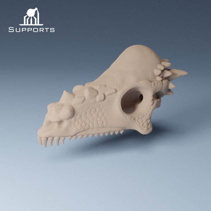 Pachycephalosaurus Skull image