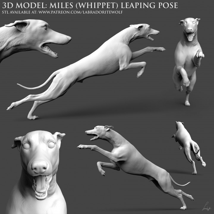 Miles (Whippet) Leaping Pose image