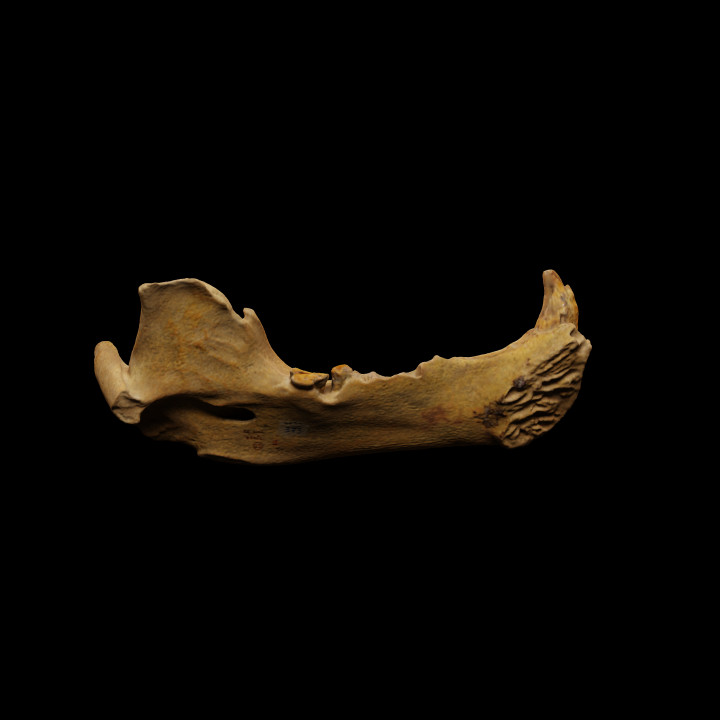 Jaw of cave bear (7891) image