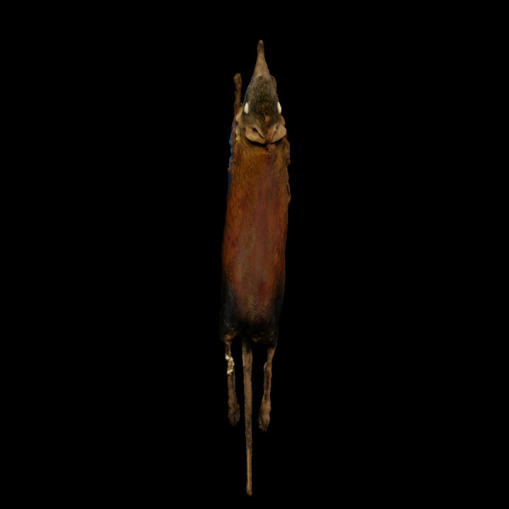 New species discovered in Tasmania