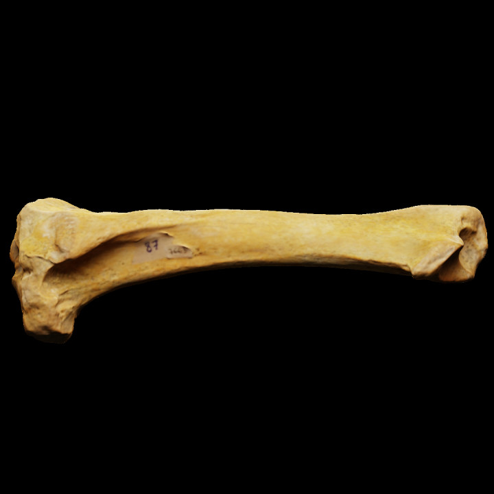 Shinbone of a cave bear (7663) image