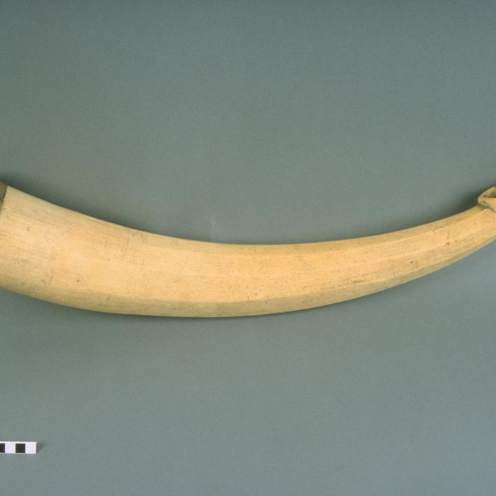 Ivory trumpet image