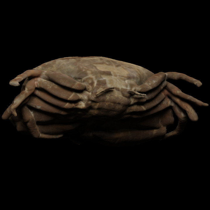 Fossil of a crab