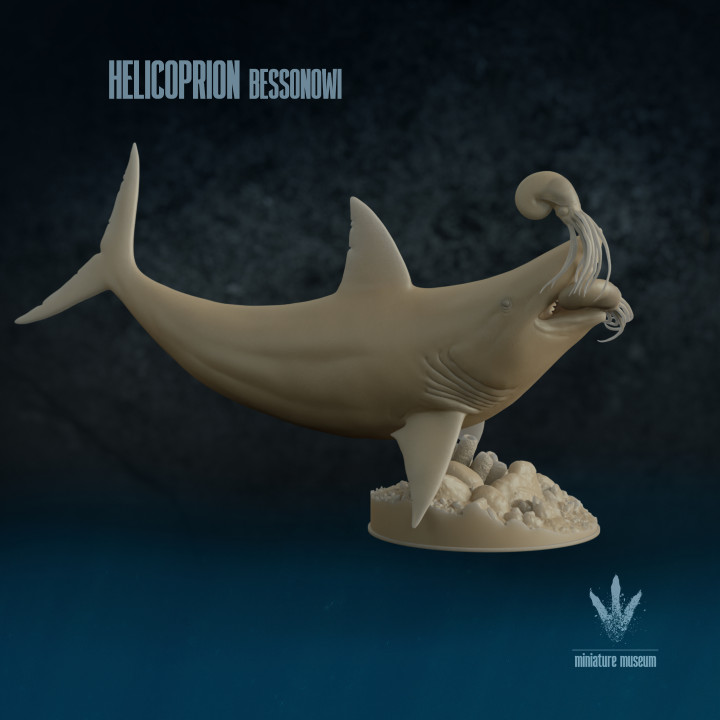 Helicoprion bessonowi : Feeding