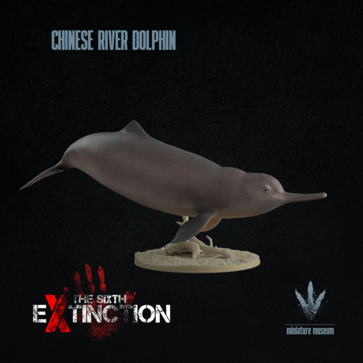 Chinese River Dolphin : Lipotes vexillifer image