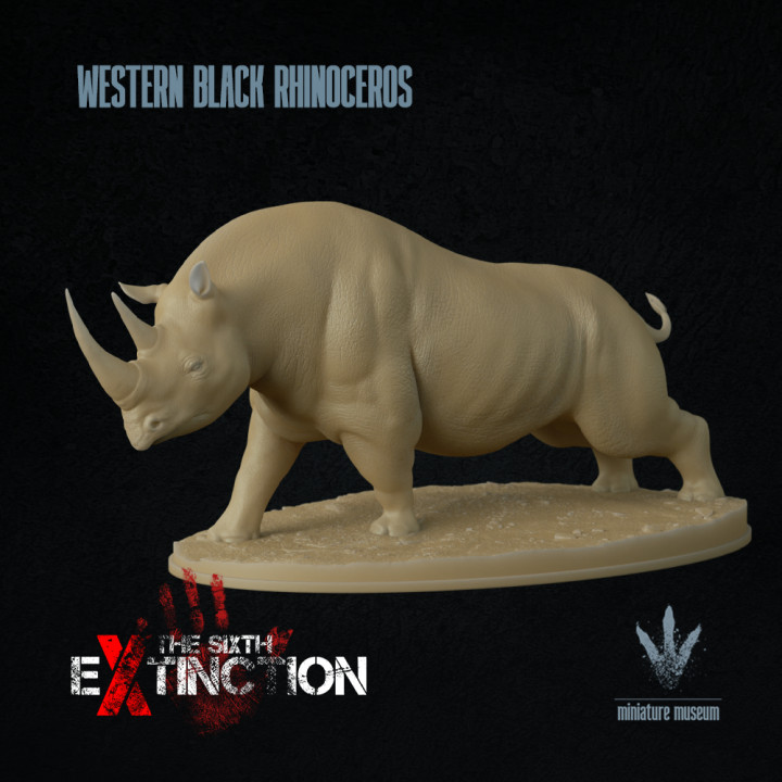 Western black rhinoceros : Diceros bicornis longipes image