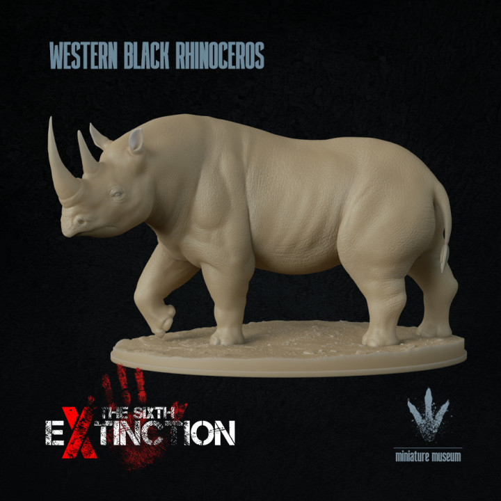 Western black rhinoceros : Walking image