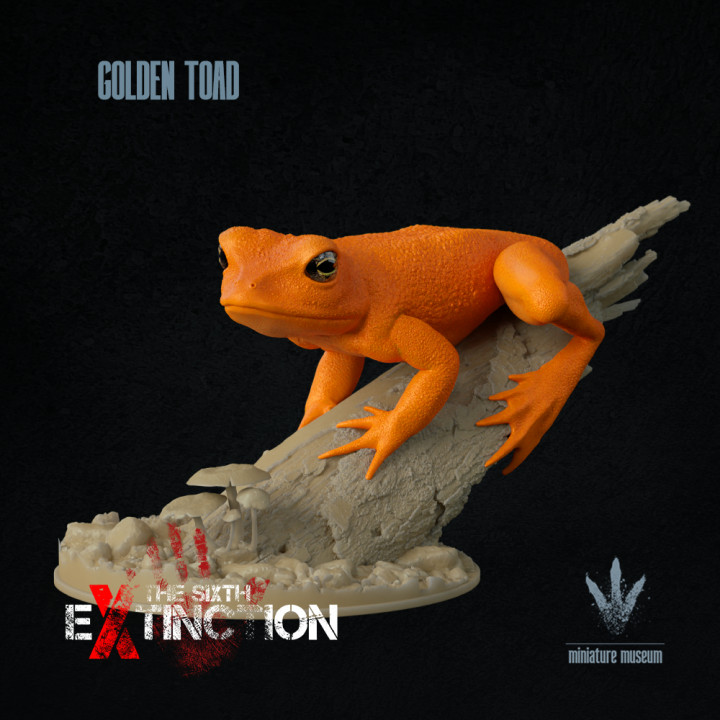 Golden Toad : On a Log image