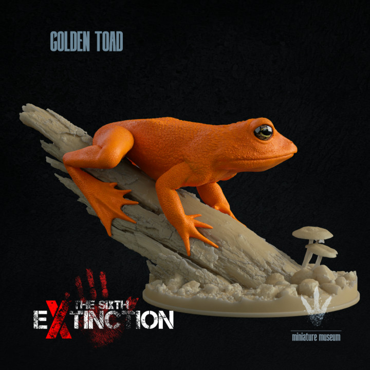 Golden Toad : On a Log image