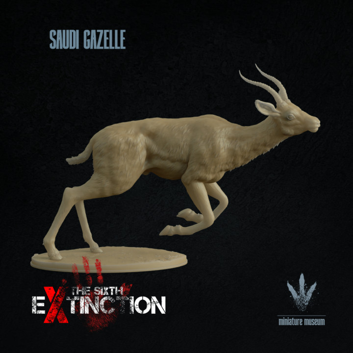 Saudi gazelle : Running