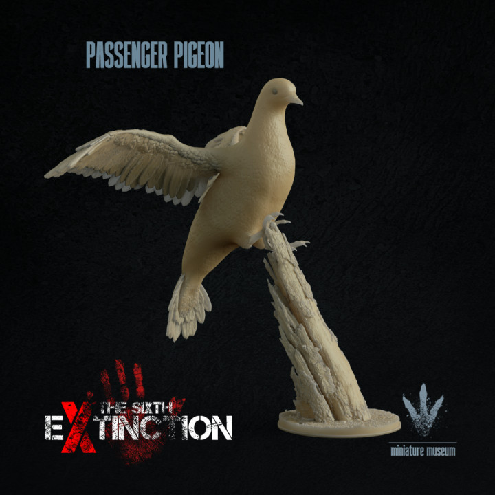 Passenger pigeon : Landing image