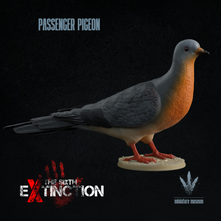 Passenger pigeon : Ectopistes migratorius image