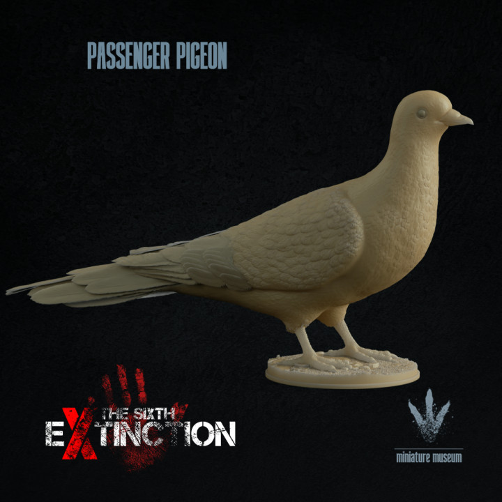Passenger pigeon : Ectopistes migratorius image
