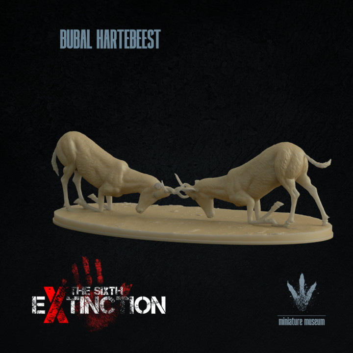 Bubal hartebeest : Fighting