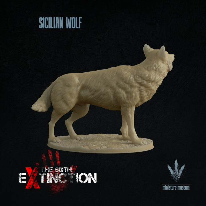 Sicilian wolf : Canis lupus cristaldii