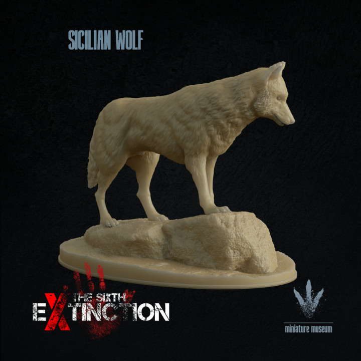 Sicilian wolf : On a Rock image