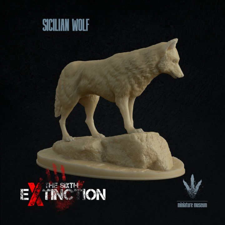 Sicilian wolf : On a Rock