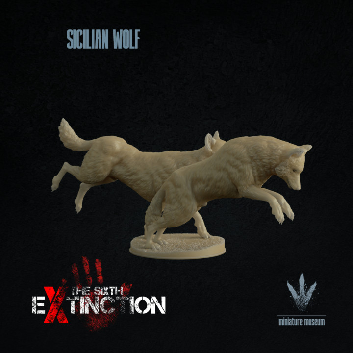 Sicilian wolf : Hunting