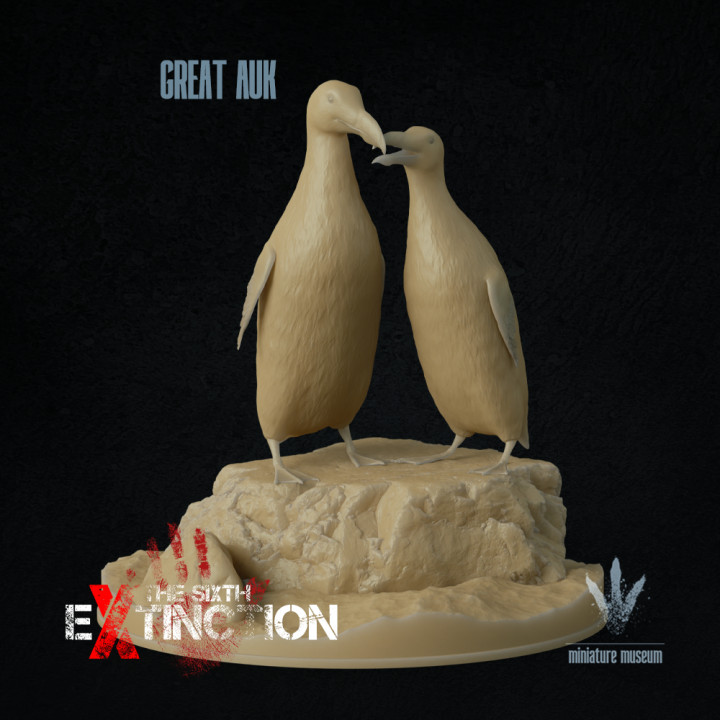 アンティーク　プリント　フレーム　GREAT  AUK Great Auk Lithograph - Etsy