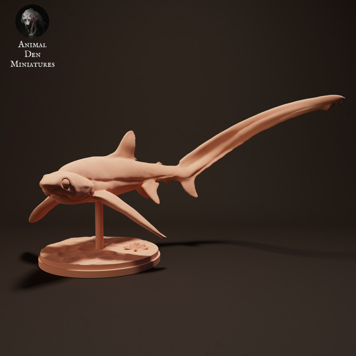 Big Eye Thresher Shark image