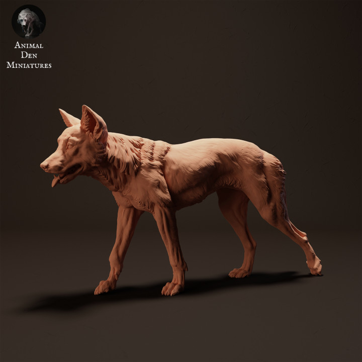 Dingo Walking image